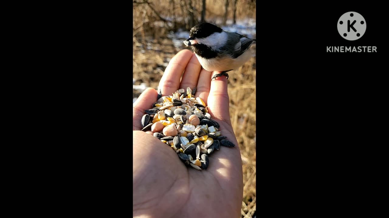 Tiki chadei/small bird