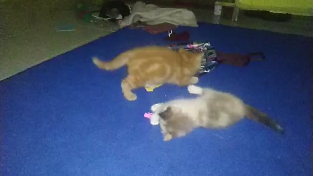 kittens playing together