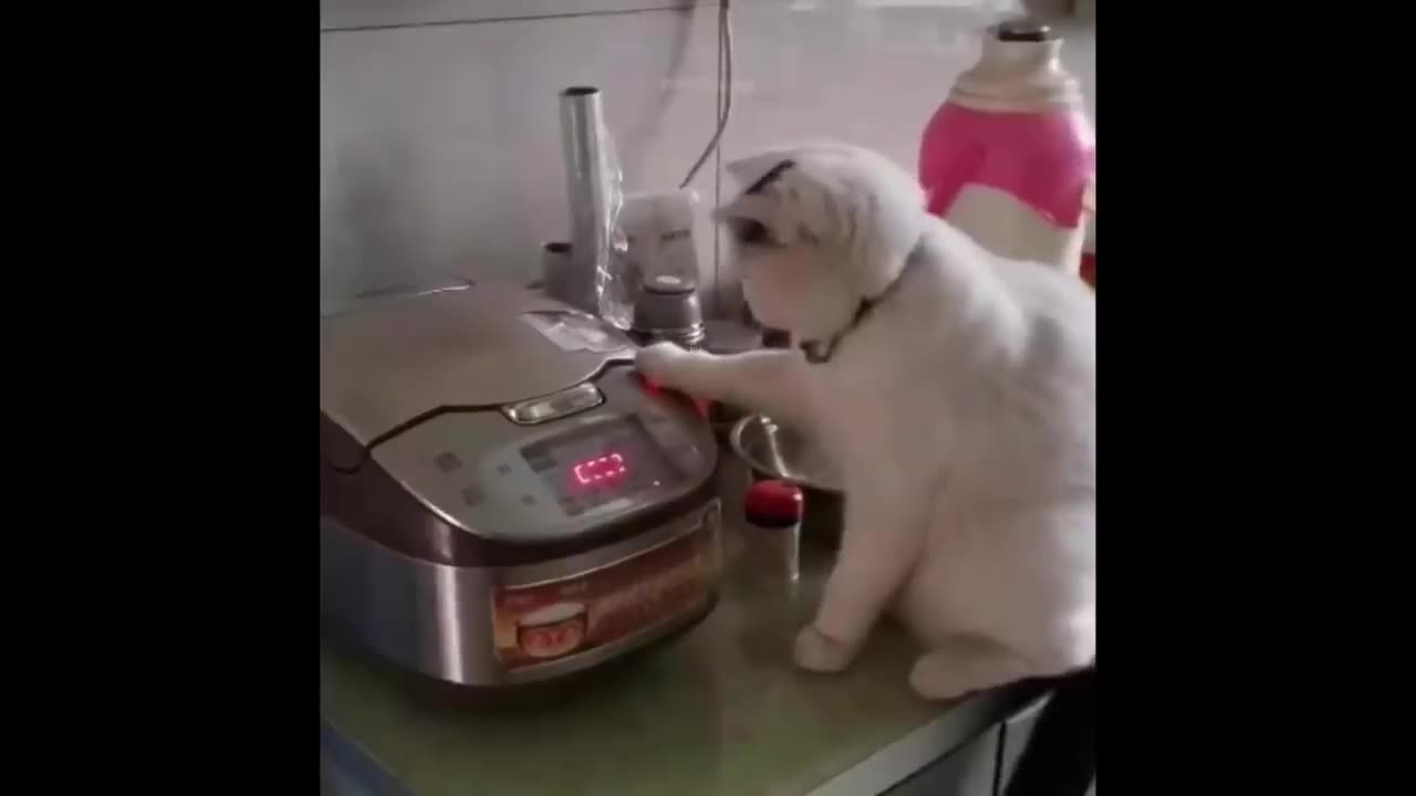 Funniest Dogs And Cats - Best Of The 2023
