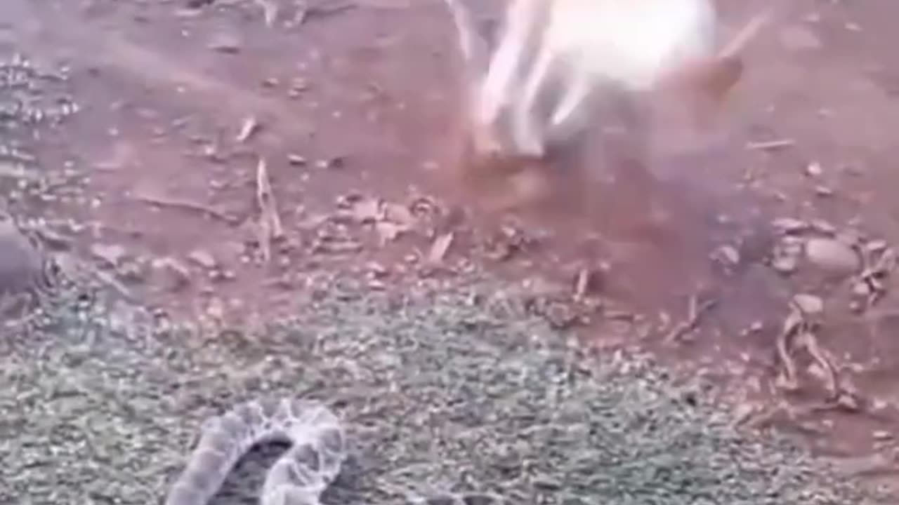 Funny animal video 🤣🤣🤣