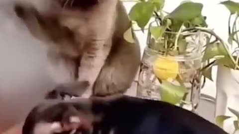 dog and cat fight funny videos #top #comedy #cat #dog #funny #funnyvideo#anime#youtube#video