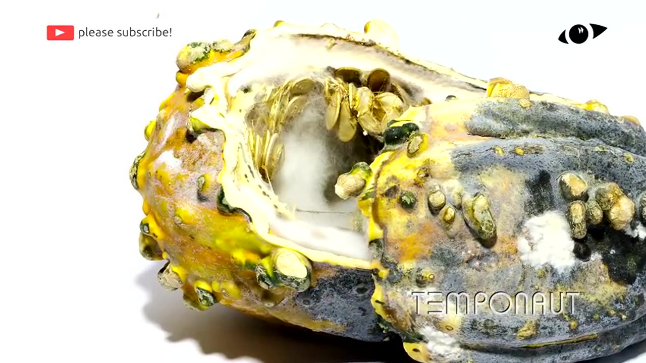 Pumpkin Timelapse