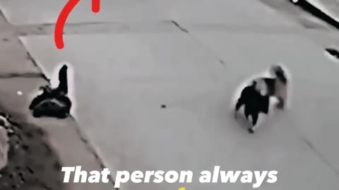 Dog saves other dogs life