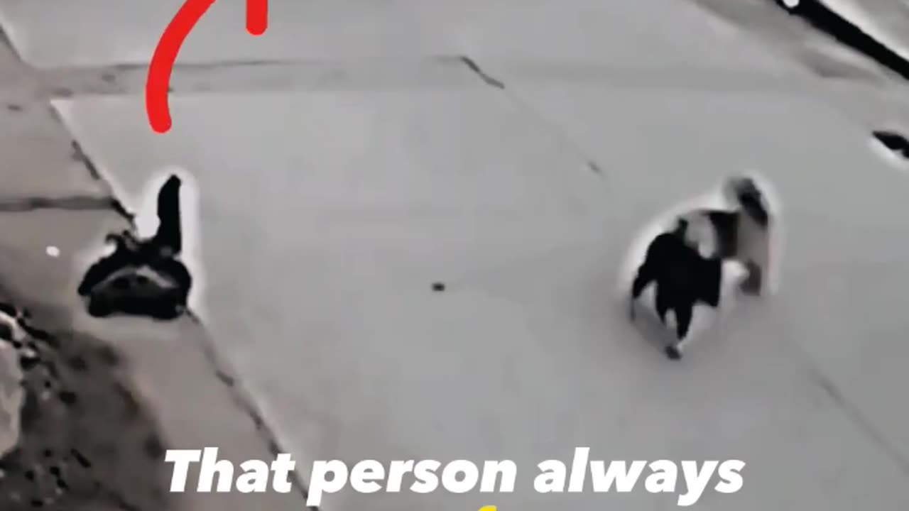 Dog saves other dogs life