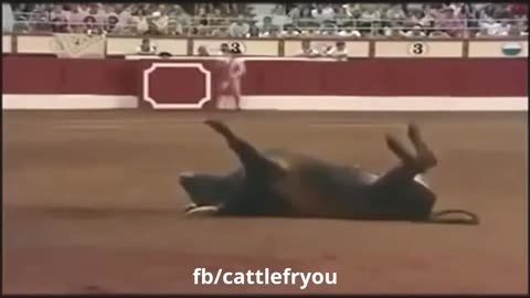 Funny animal moments 🤣😁 🐂♉ bulls