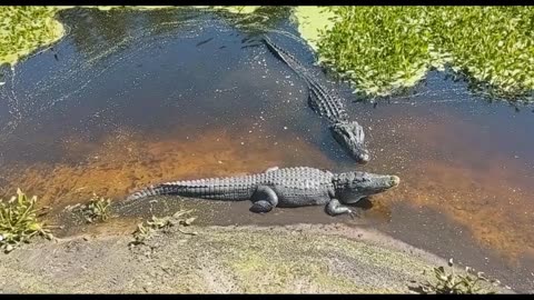 Alligator Noises