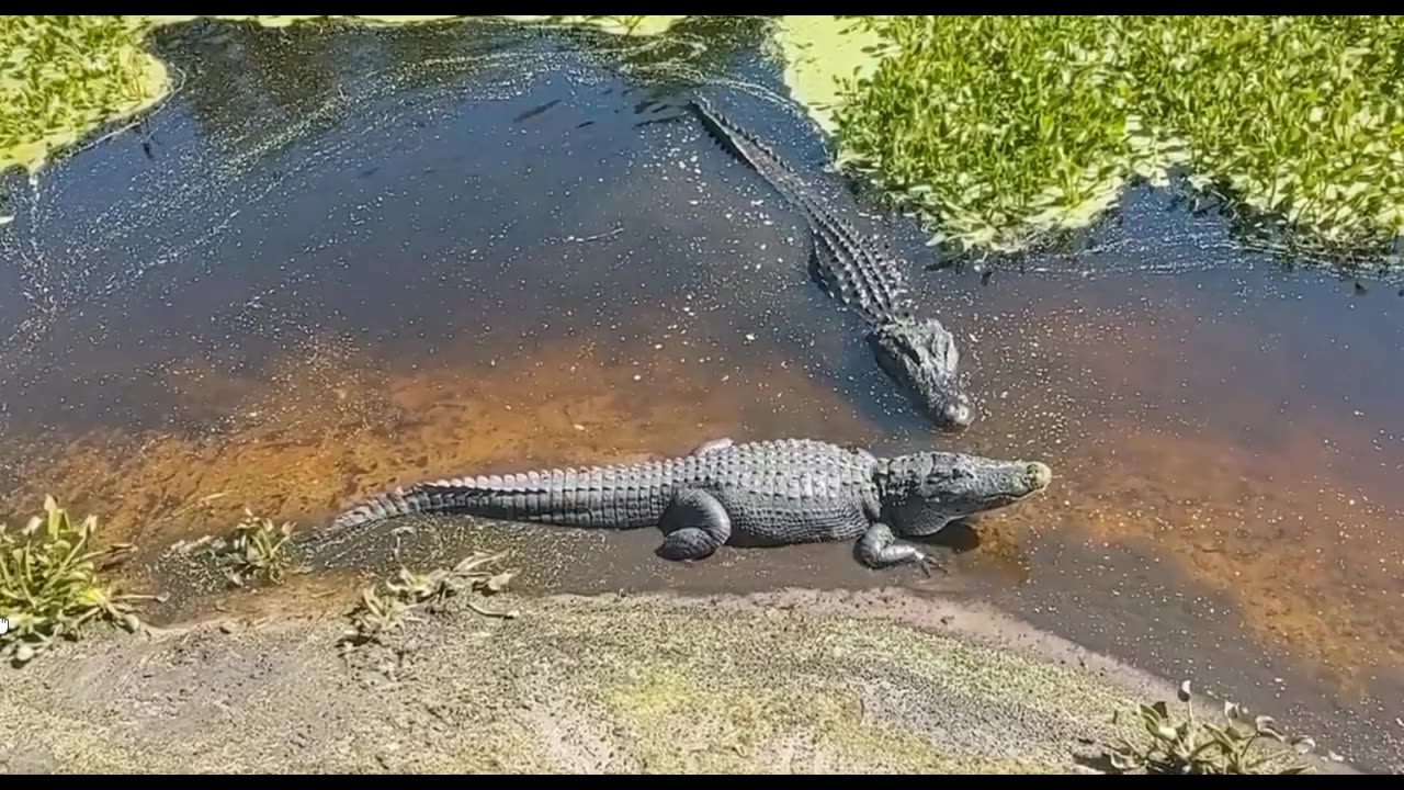 Alligator Noises
