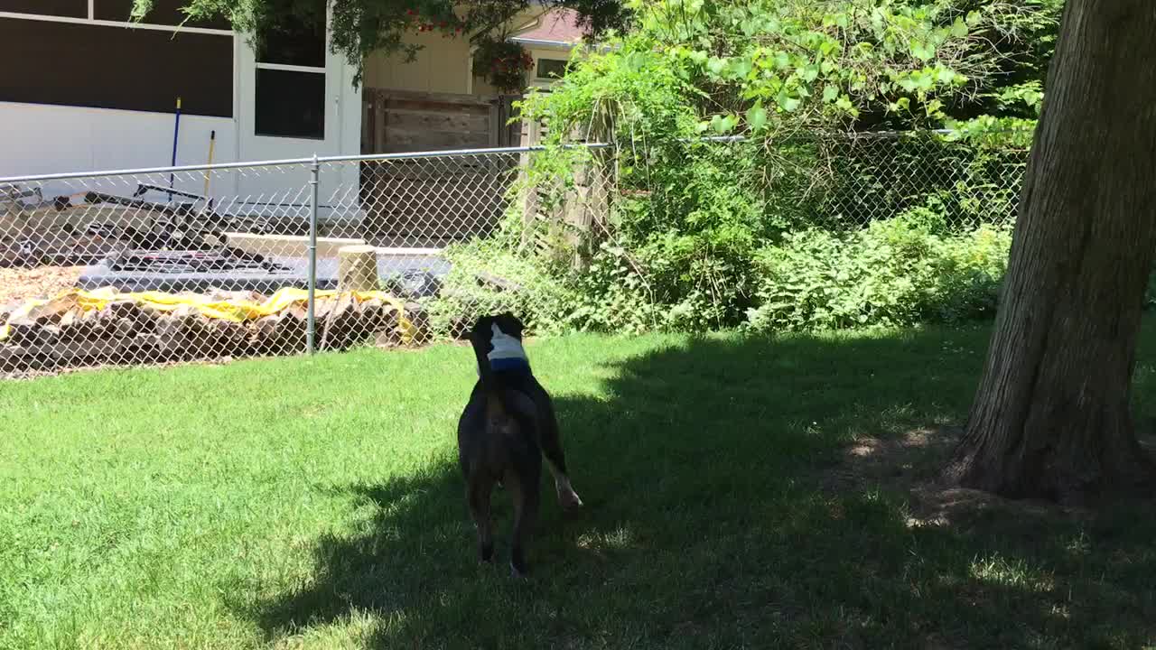 Dog fails at trying to grab tree branch