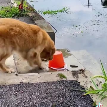 Intelligent 🐶 dog part3