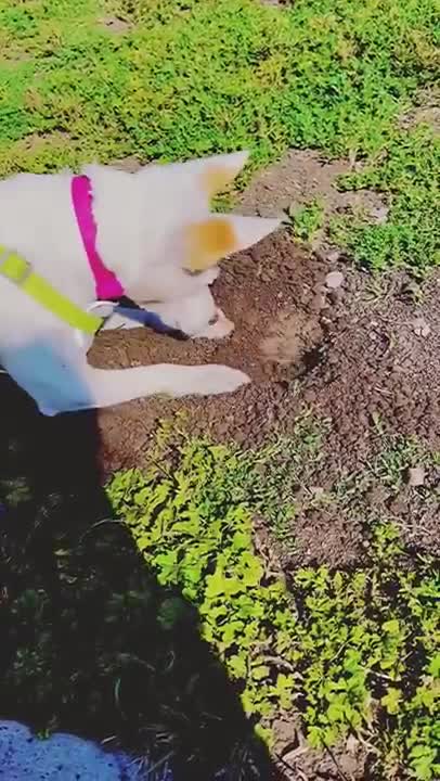 Dog and Gopher playing together