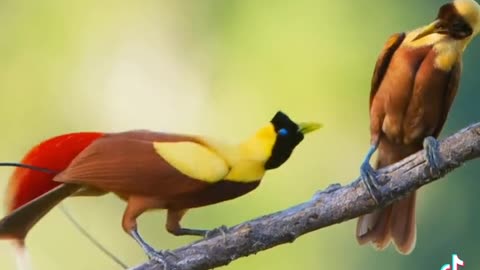 most beautiful birds in words