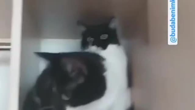cat behavior makes you laugh
