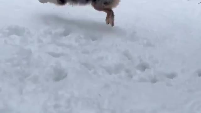 Beau's first time playing in the snow ❄️ and I think he loves it ❤️♥️