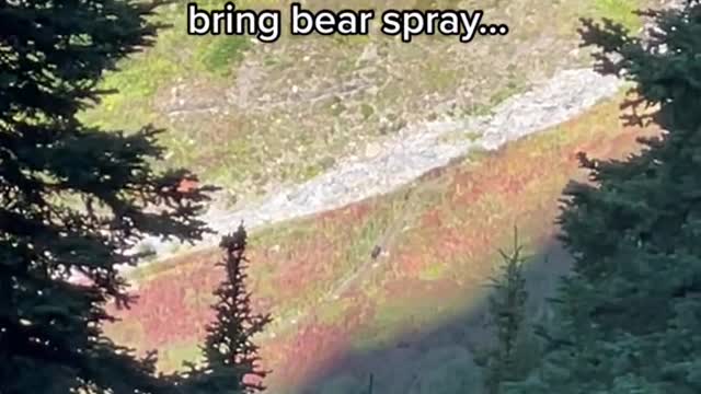 When you spot a grizzly in the distance and the