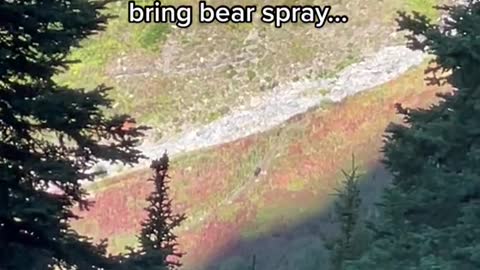 When you spot a grizzly in the distance and the