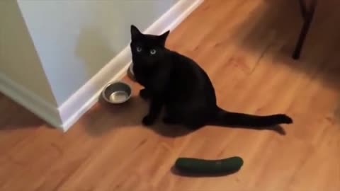 😽TRY NOT TO LAUGH! 🐈Cats vs Cucumbers Compilation Funniest Moment When Cat Scared