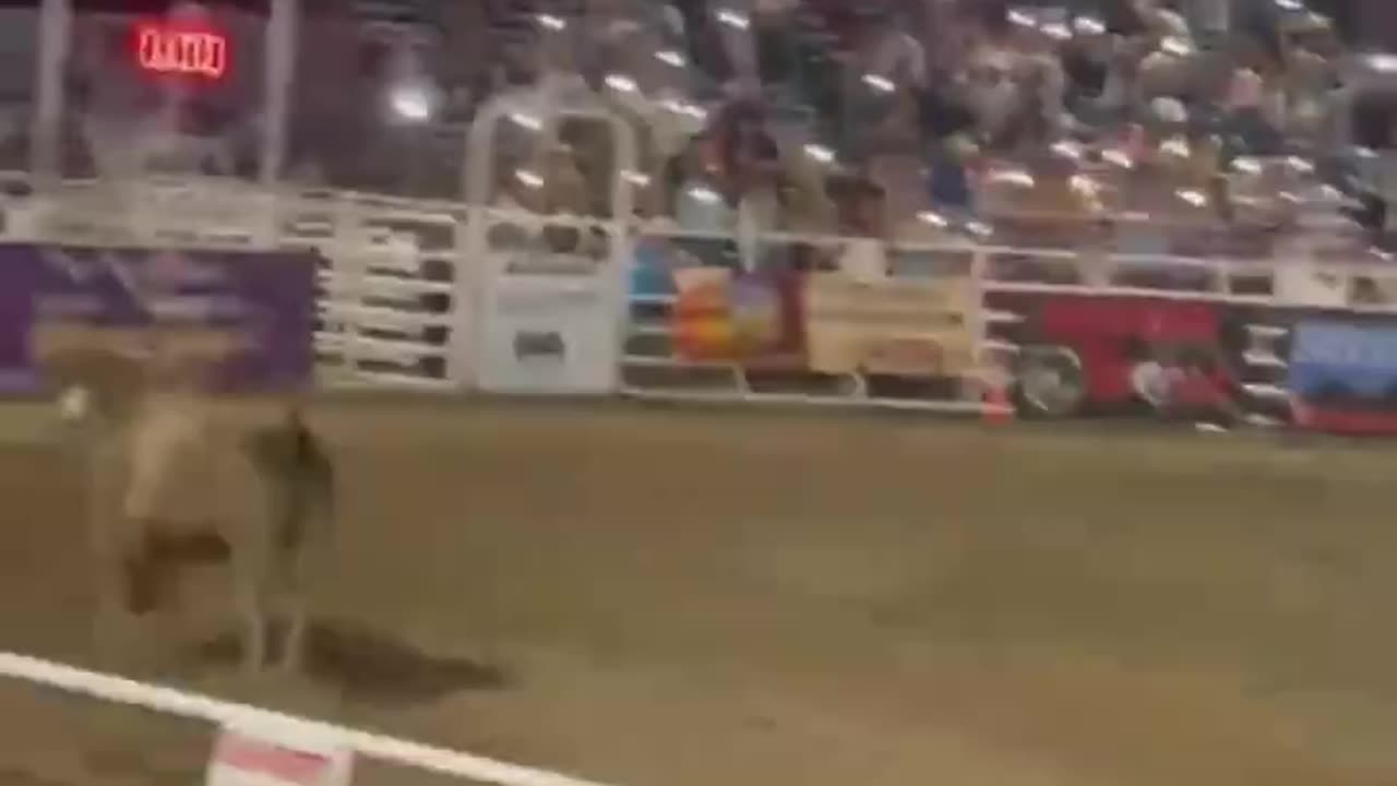 Bull Jumps Fence At Rodeo