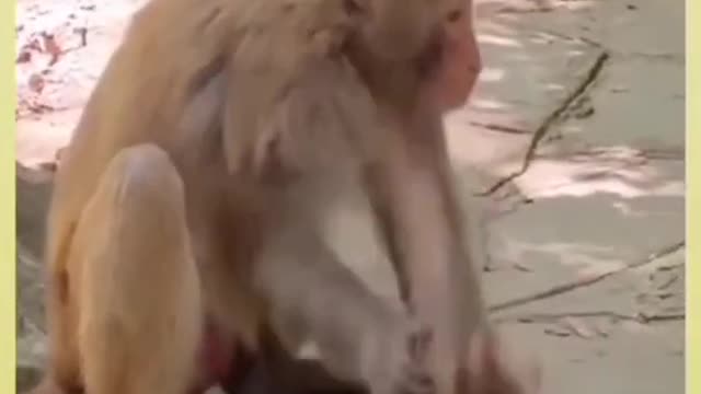 Monkey funny style