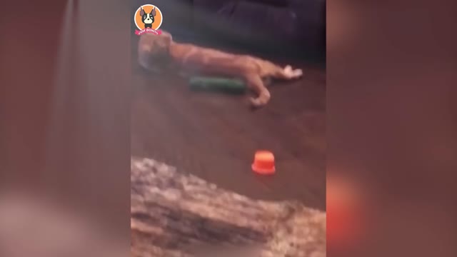 Funny Animals 2022 - Cute dogs and cats doing funny things