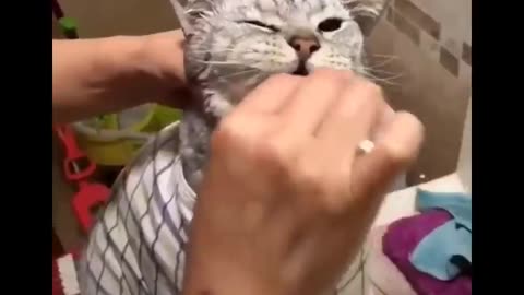 Funniest Cats 😹 - Don't try to hold back Laughter 😂 - Funny Cats Life