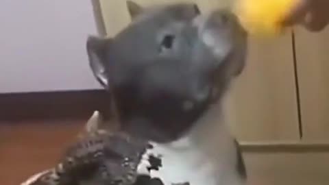 Dog [brother, are you OK]