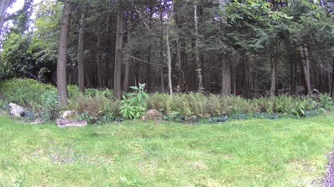Cannn_____u________spot_______the______trees and trees