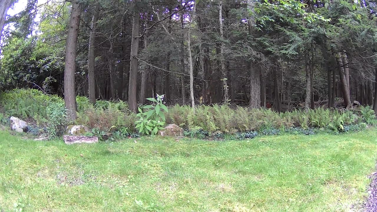 Cannn_____u________spot_______the______trees and trees