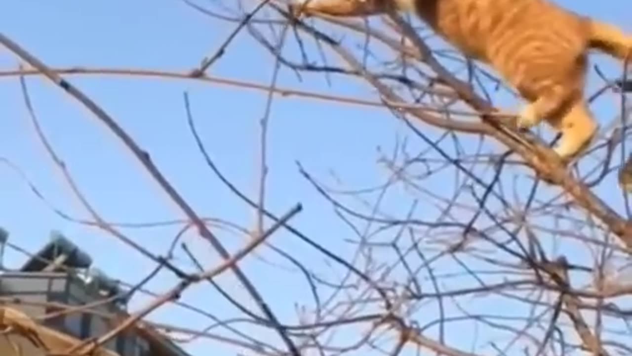 Funny cat video