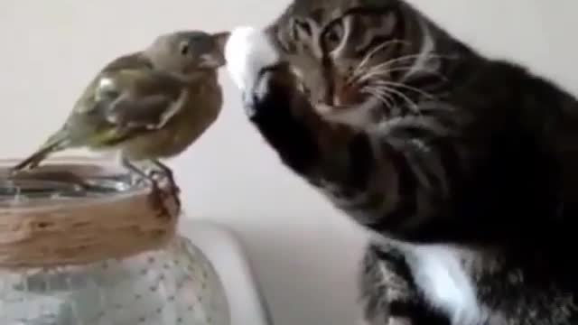 Cat and bird