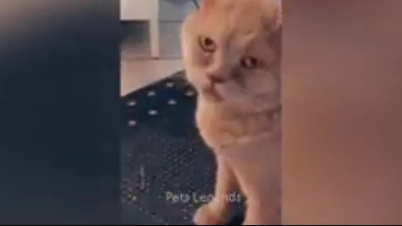 Comedy video cat