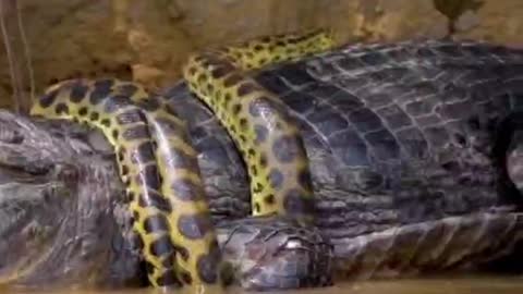 The snake was so bold that it dared to wrap itself around the crocodile and swallow it