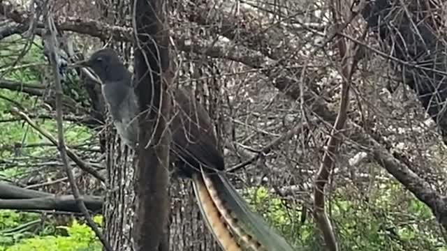 Dunia hewan suara burung cendrawasih