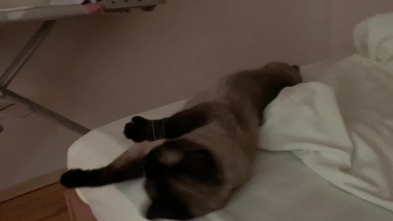 Horror. What's wrong with this cat?