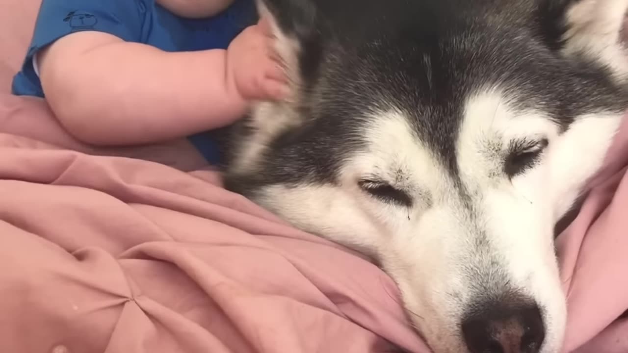 Husky and baby become good friends