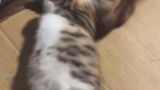 May be will for the future#cat #pet #catsoftiktok #cute#fyp