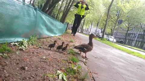 ducks crossing with family