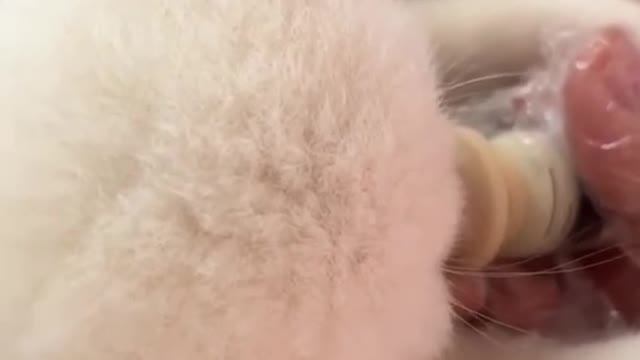 Look at her ears.🥺