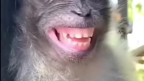 Teri_Jhaalak_🤣_|_Funny_Animals_🤪