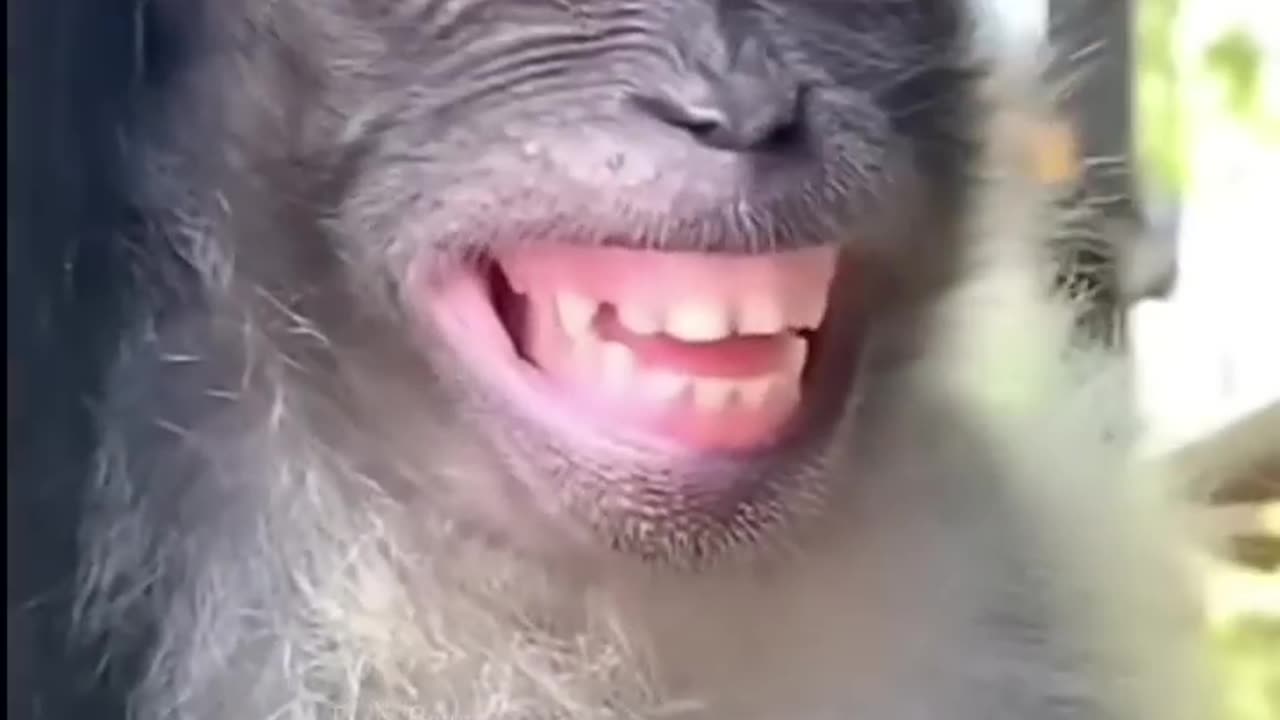 Teri_Jhaalak_🤣_|_Funny_Animals_🤪