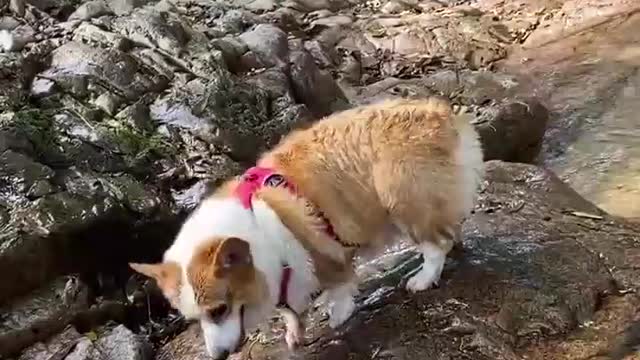 Take your dog to the mountains and play in a stream.