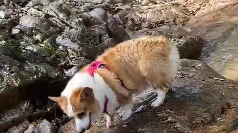 Take your dog to the mountains and play in a stream.