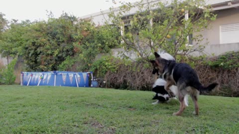 Cute dogs talking to each other