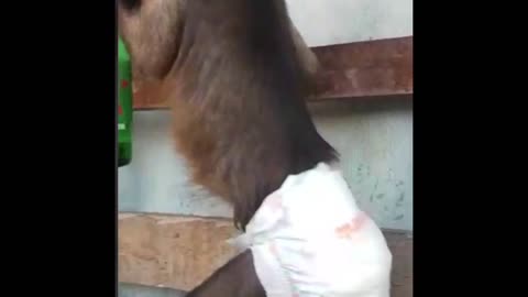 Hilarious monkey