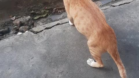 cat is eating