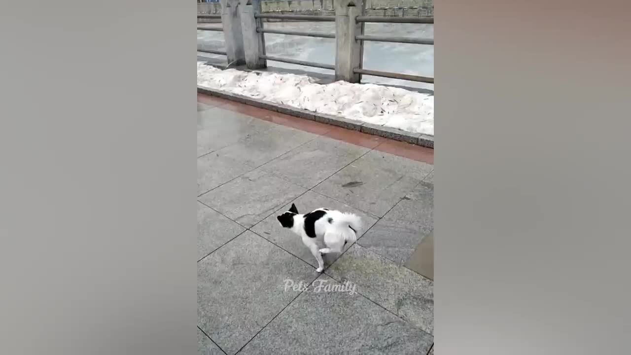 Funniest Animals 2022 π Funniest Cats and Dogs πΊπΆ Part 2 Pets Family