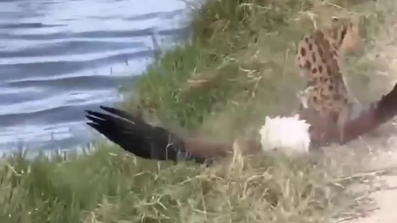 Big Cat and Eagle