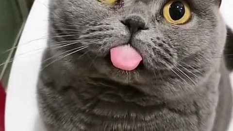 Cute and funny cat video.