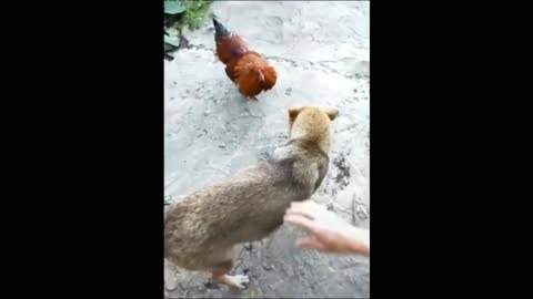 Funny Dogs - Dog x Chicken 2