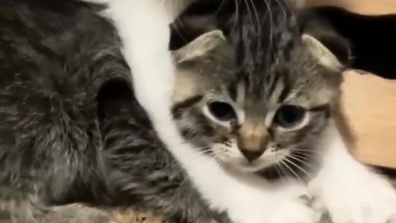 Funny Animal Videos 2024 Best Dogs And Cats Videos 😺😍 #viralsortvideo 78