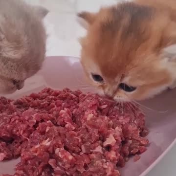 I want a lot of meal